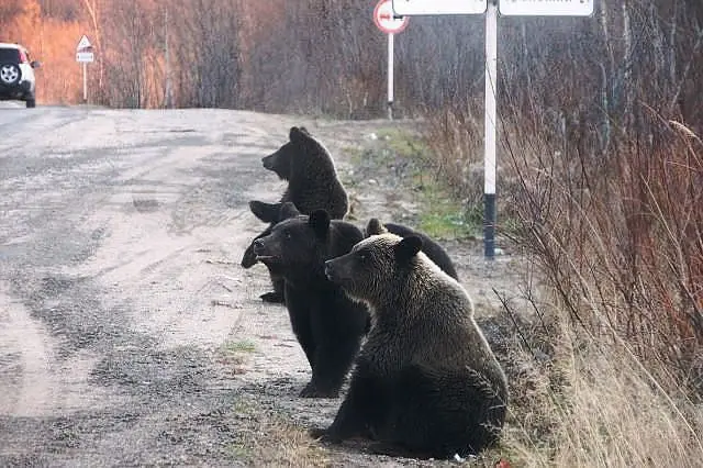 Включи кот и медведь. Медведь Сибирь. Медвежонок на дороге. Медведи в населенных пунктах.