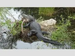    (Everglades National Park), , 