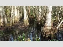  Corkcrew Swamp Sanctuary, 
