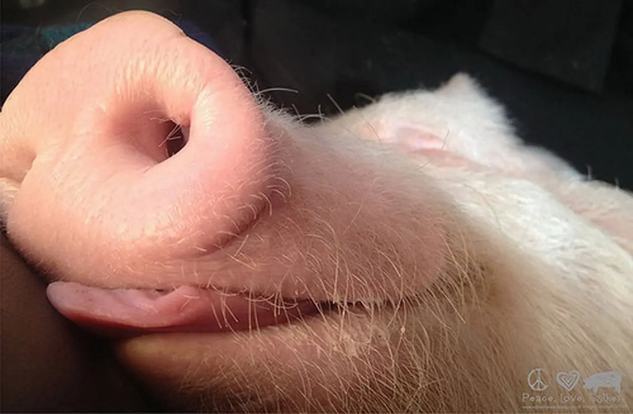 Пенакония свинки. Минипиг Эстер. Спящие свинки.
