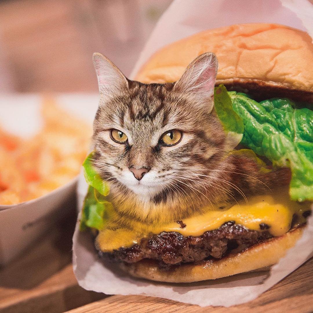 Коты и еда